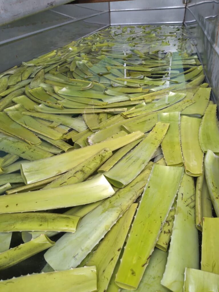 aloe leaves sanitization process