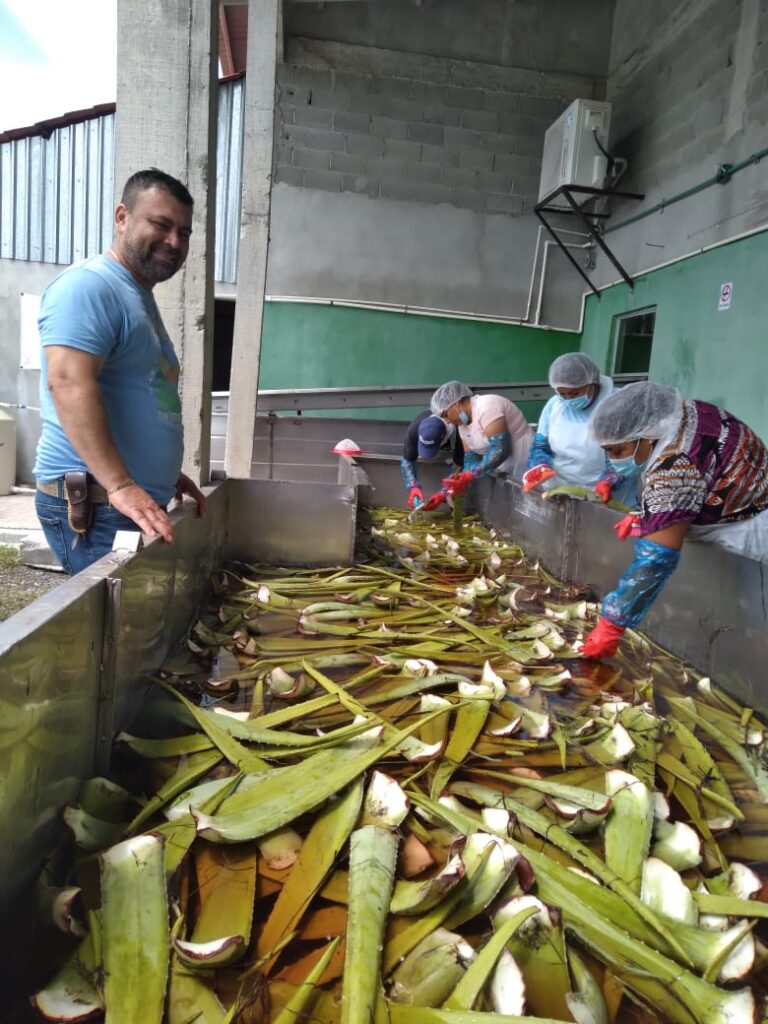 aloe washing