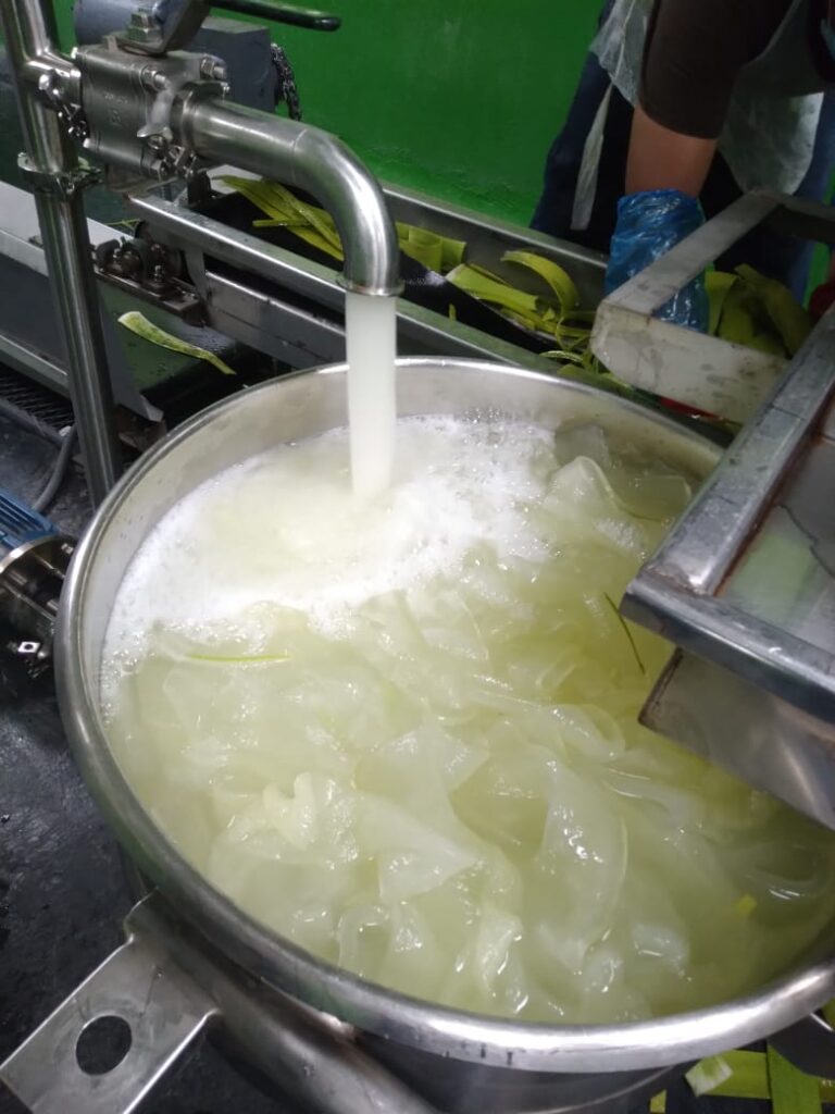 aloe fillets into the processing line