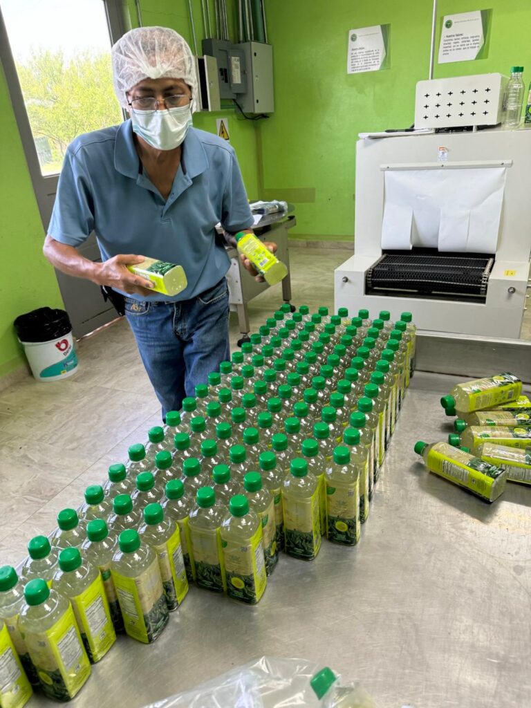 Aloe Production in Mexico