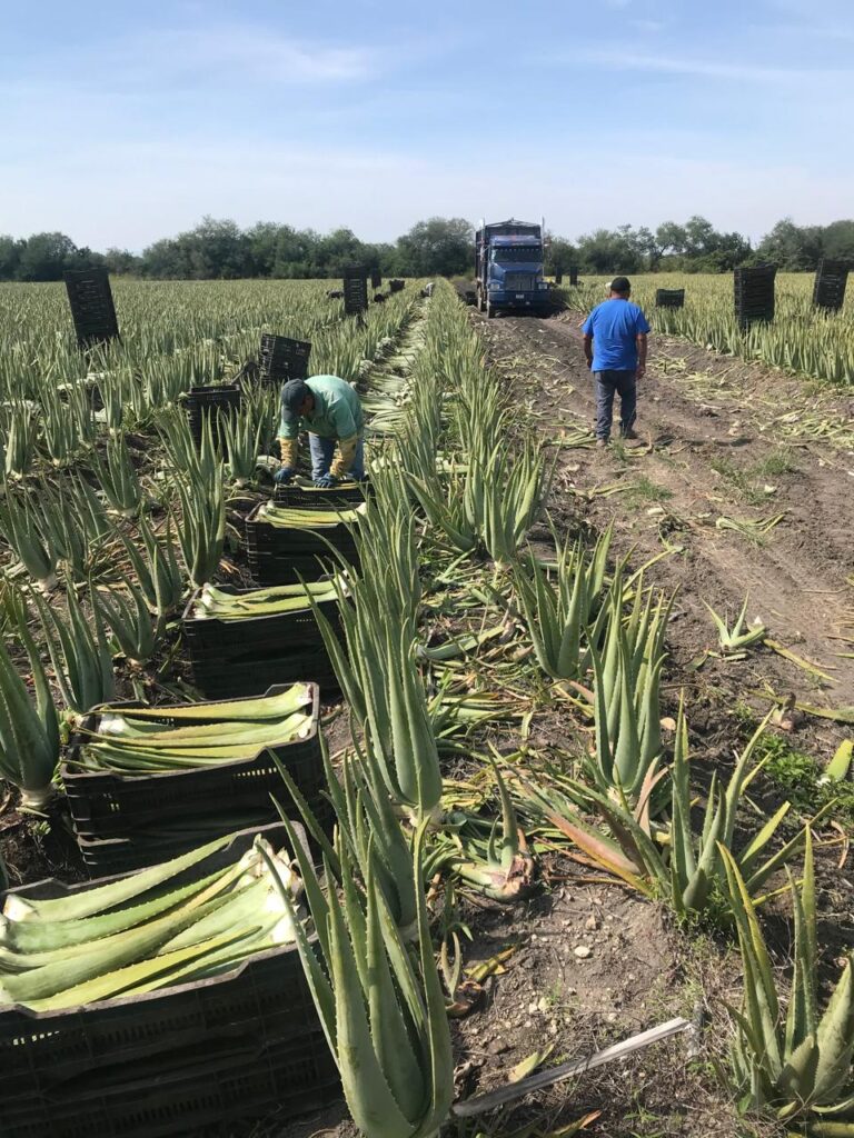 Aloe Harvested Ready for Transport to the Processing Plant