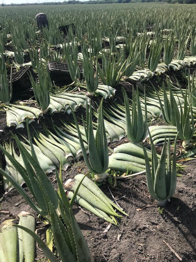 aloe harvest